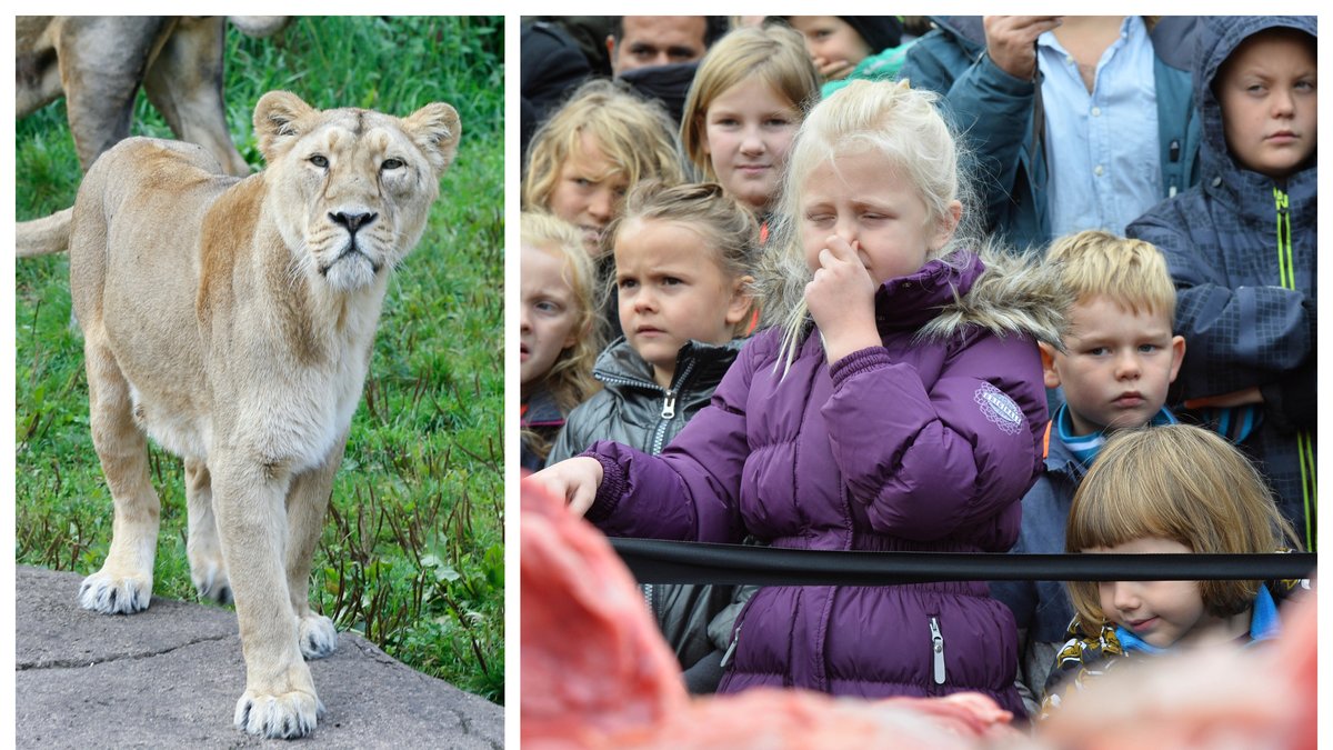 Bilden till höger är från en liknande obduktion på Odense Zoo år 2015.